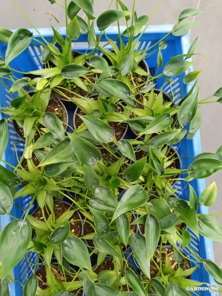 Alocasia Tiny Dancer Rare