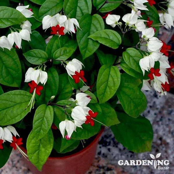 Bleeding Heart Flower