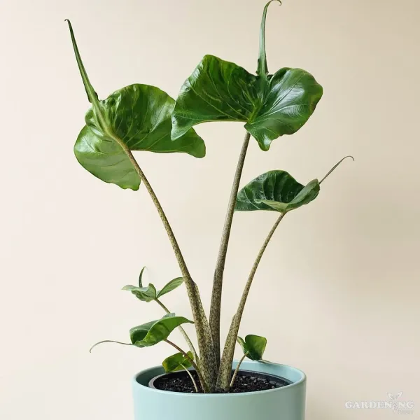 Alocasia  Stingray