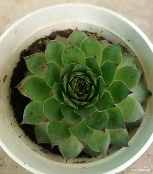 Laxmi Kamal  with 3" Pot