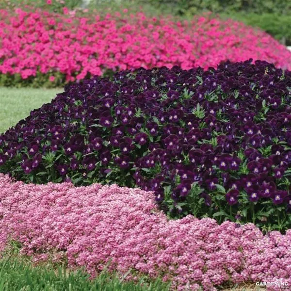 Premium Winter Flower Seeds Combo [Begonia Thy Illumination Mix(10), Clear Crystals(10), Easter Bonnet(10) & Wonderland Blue(10)]