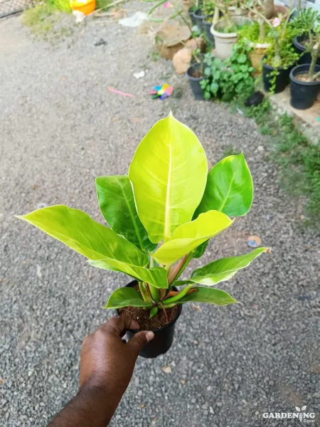 Philodendron Moonshine