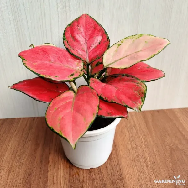 Aglaonema Diamond Red