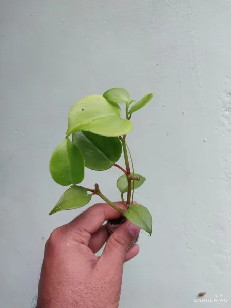 Peperomia Scandens Green