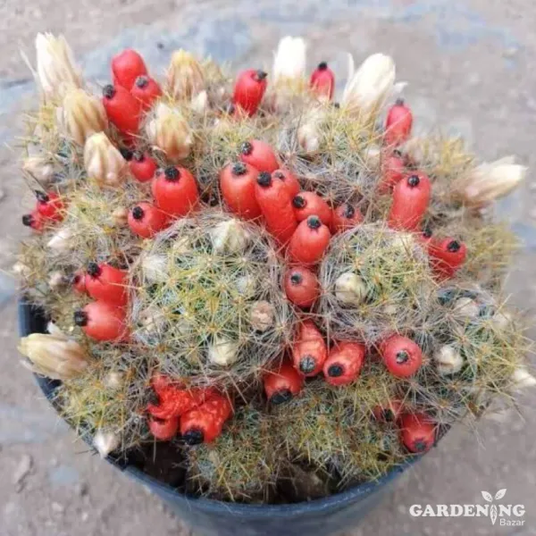 Mini Cacti Combo Of 9 Plants (Mammillaria Zeilmanniana, Echinopsis Chamaecereus, Sulcorebutia, Echinopsis Tubiflora, Fairy Castle, White Bunny Ear,  Mammillaria Elongata, Mammillaria Prolifera, Red Bunny Ear)