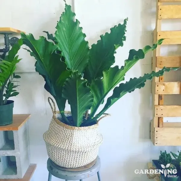 Anthurium Hookeri