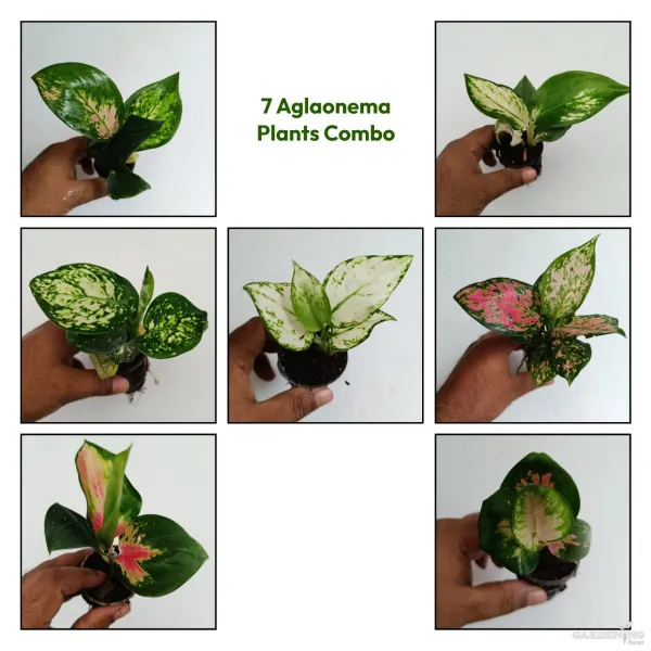 Aglaonema Combo Of  7 (Cochin peach, Red beauty, Thailand red, Red charm, Superwhite , Anjumani white, Favanion)