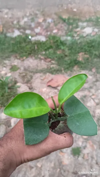 Hoya Australis White