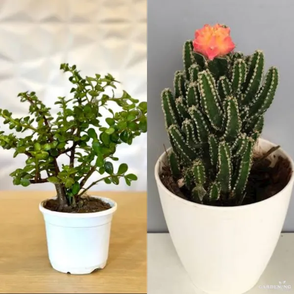 Mini Succulent Combo Of 2 Plants (Jade plant,Fairy castle)