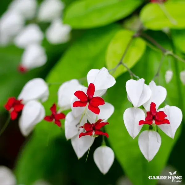 Bleeding Heart Flower