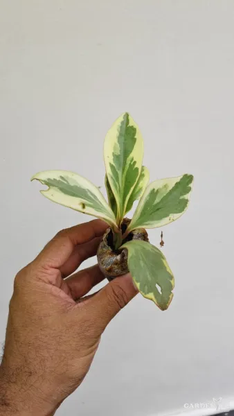 Fittonia 6 Combo and peperomia 6 Combo (Each different Plants)