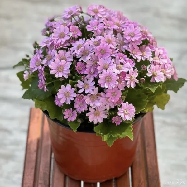 Cineraria Early Perfection Mix Qty(10)