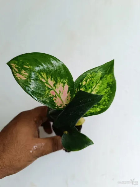 Aglaonema Combo Of  7 (Cochin peach, Red beauty, Thailand red, Red charm, Superwhite , Anjumani white, Favanion)