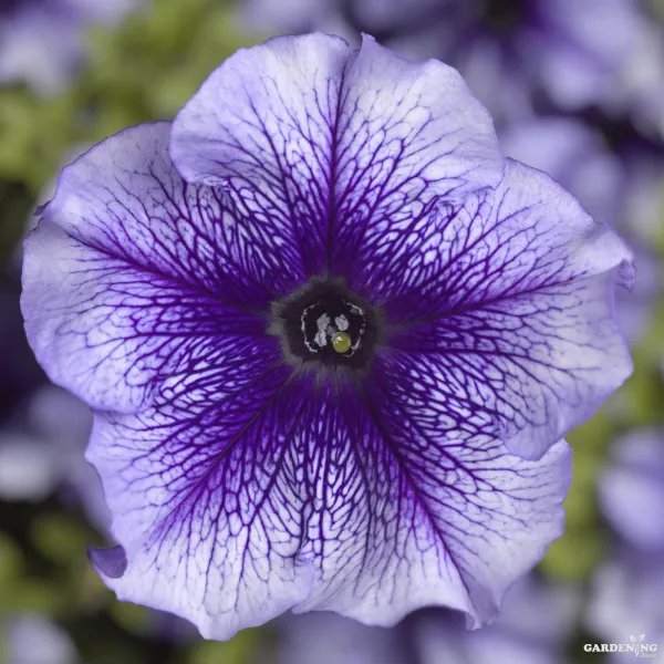 Petunia Tritunia Star Mix Qty(10)