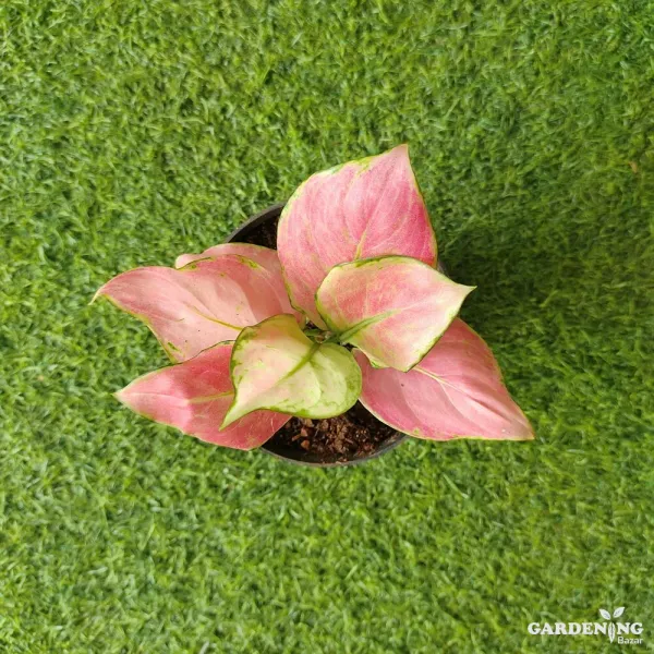 Aglaonema Diamond Red