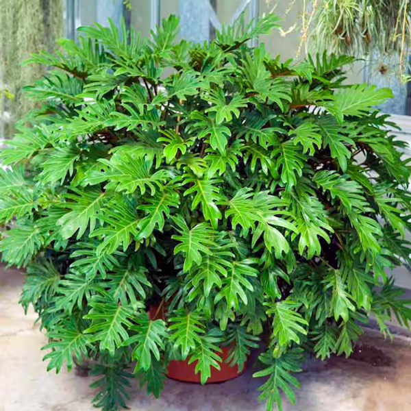 Philodendron Xanadu