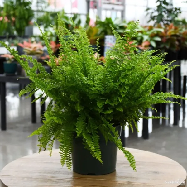 Ruffle Fern