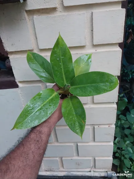 Philodendron Imperial Green