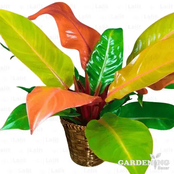 Prince of Orange Philodendron