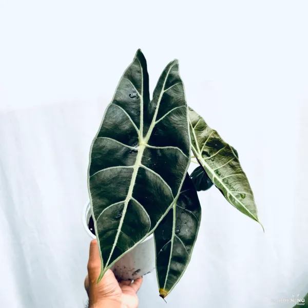 Longiloba (Aglaonema longiloba)