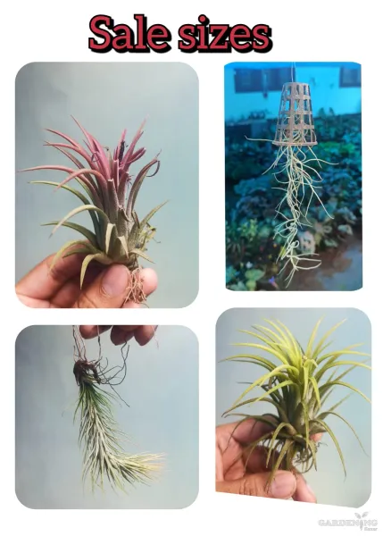 Air Plant Combo Of 4