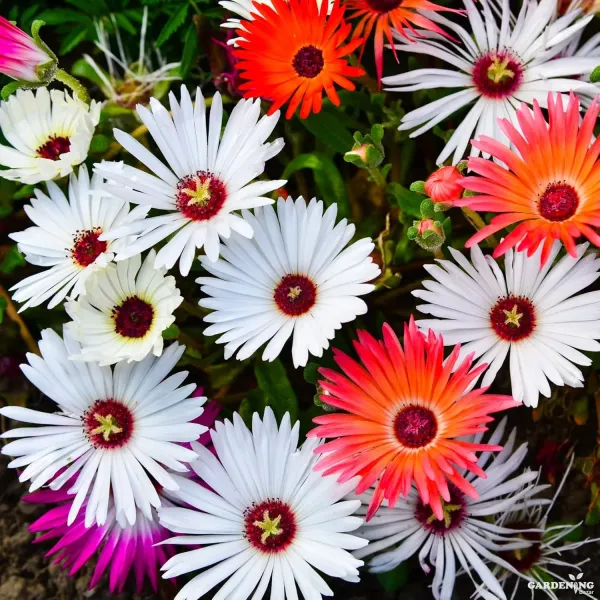 Premium Winter Flower Seeds Combo [A.Marigold White Gold(10), Mesembryathemum Icy Mix (Ice Plant)(10), Verbena Obsession Formula Mix(10), Bellis Tasso Mix(10)]