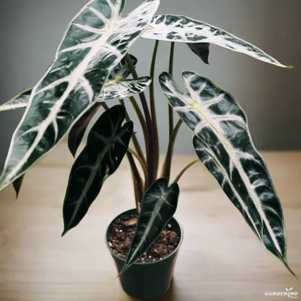 Premium Indoor Plants Combo (Pink Dragon, Grandis, Melo, Bambino)