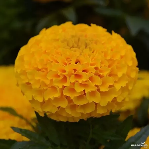 Premium Winter Flower Seeds Combo [Cineraria Early Perfection Mix(10), Gazania F1 Kiss Mix(10), Petunia Tritunia Star Mix(10), Marigold Taishan Mix(10)]