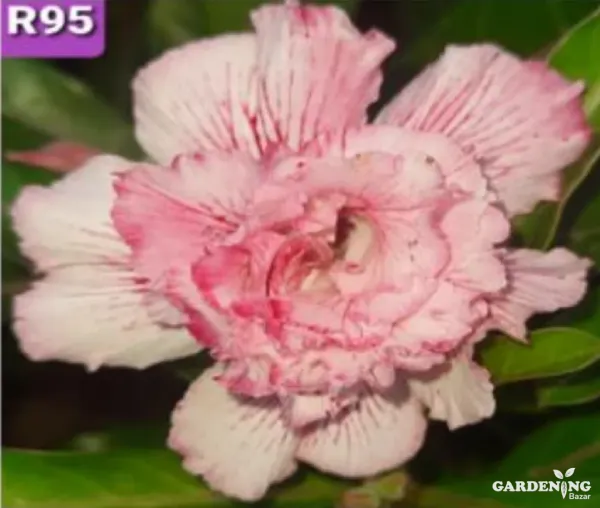 Grafted Adenium Obesum R95