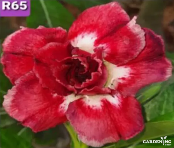 Grafted Adenium Obesum R65