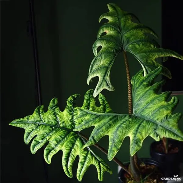 Premium Indoor Plants Combo (Pink Dragon, Melo, Jacklyn, Brancifolia)