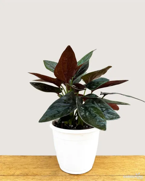 Syngonium Black
