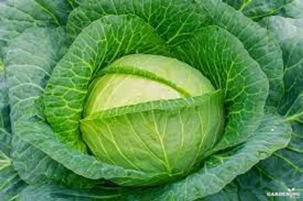 Cabbage Hybrid Seed Qty(30-50)