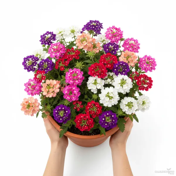 Verbena Obsession Formula Mix Qty(10)