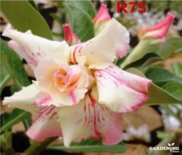 Grafted Adenium Obesum R75