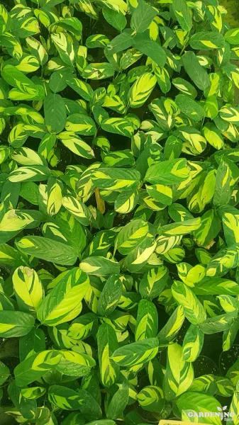 Calathea Golden Mosaic