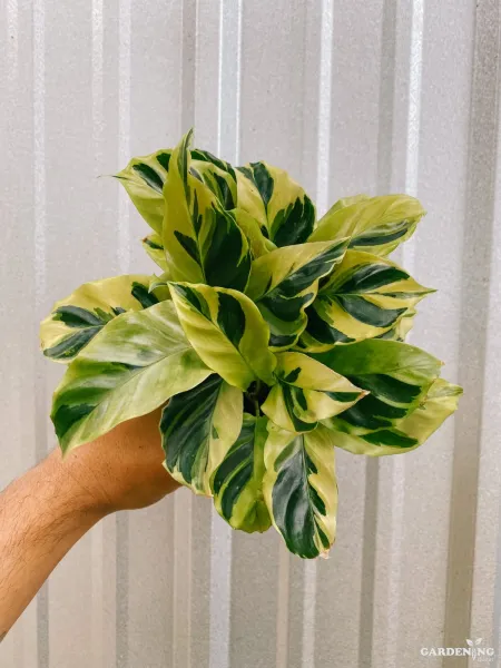 Calathea Yellow Fusion