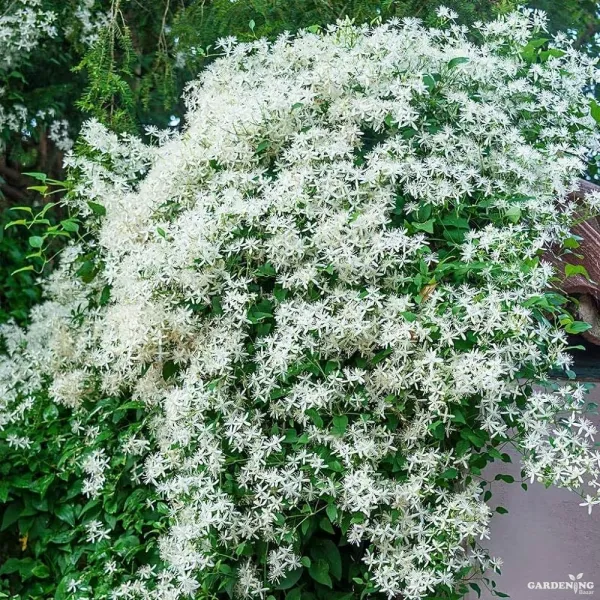 Bridal Bouquet Creeper