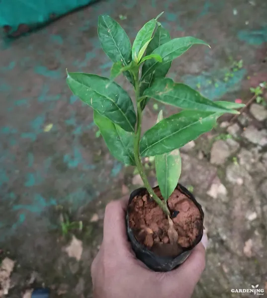 Yesterday-today-tomorrow (Brunfelsia pauciflora 'floribunda')