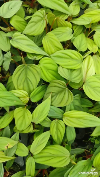 Philodendron Sp Colombia