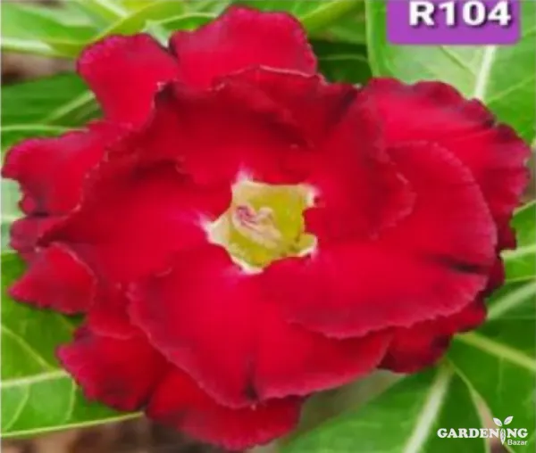 Grafted Adenium Obesum R104