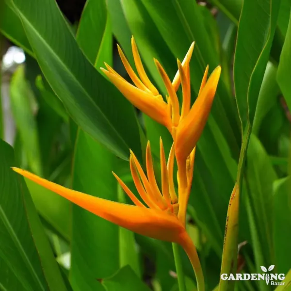Heliconia