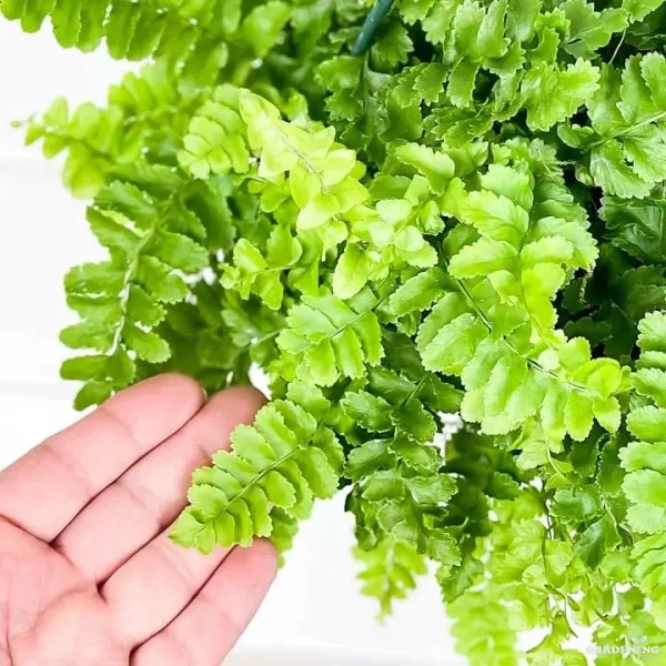 Pom pom fern