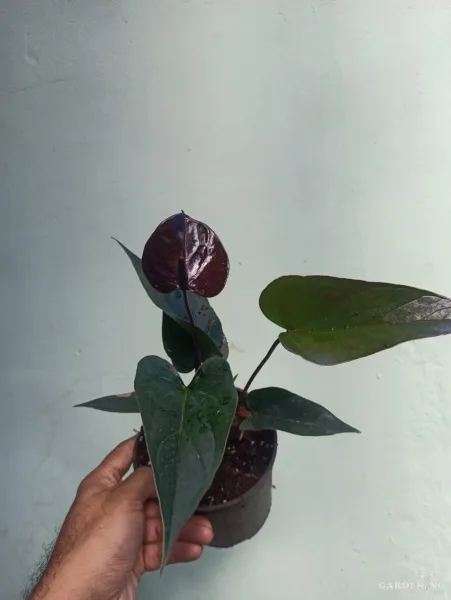 Chocolate Anthurium Miniature