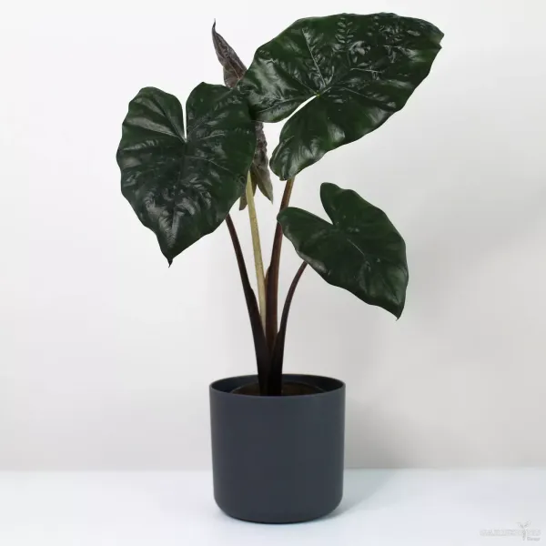 Alocasia Yucatan