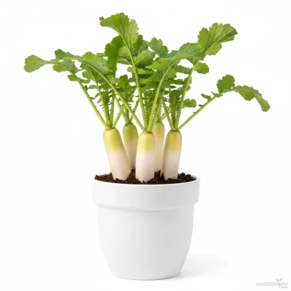 Radish Seeds Qty (30-50)