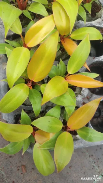 Prince of Orange Philodendron