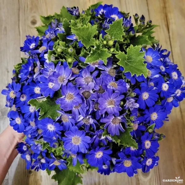 Cineraria Early Perfection Mix Qty(10)
