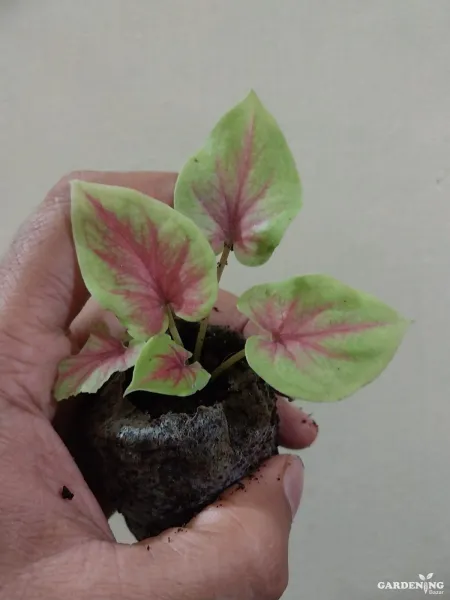 Caladium Combo of 6