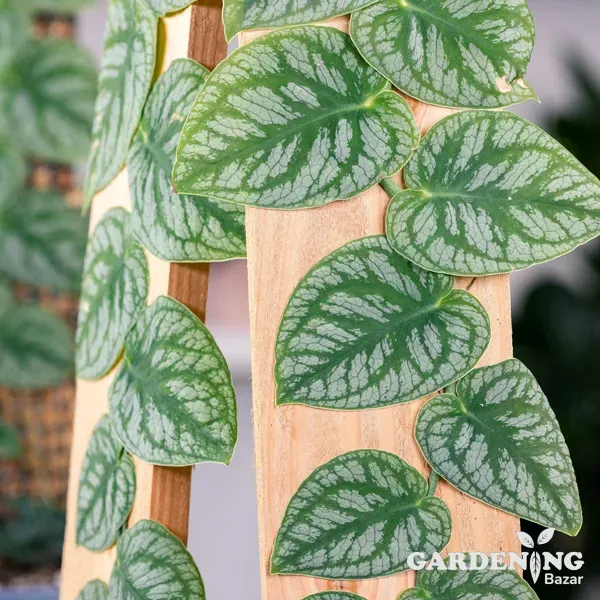 Monstera Dubia